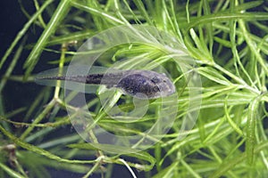 Tadpole of edible frog swimming in the pond