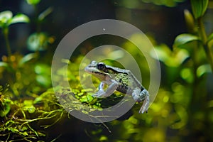 tadpole frog rainforest