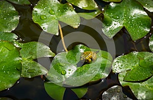 Tadpole of Frog Rana ridibunda pelophylax ridibundus sits in pond on green leaf of water lily. Close-up of small frog