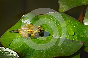 Tadpole of Frog Rana ridibunda pelophylax ridibundus sits in pond on green leaf of water lily. Close-up of small frog