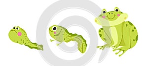 Tadpole, froglet, frog evolution development cycle