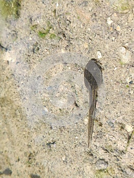 Tadpole in lake