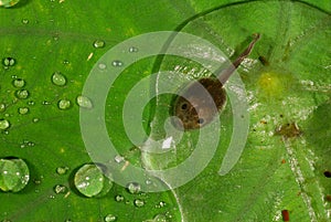 Tadpole on Leaf