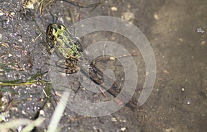 Tadpole with legs, Brandon Riverbank Discovery Center