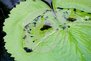 Tadpole on Lotus Leaf