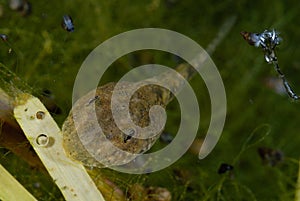 Tadpole of midwife toad in Tielmes, Madrid, Spain photo