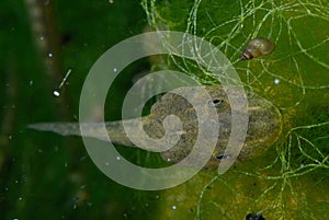 Tadpole of midwife toad in Tielmes, Madrid, Spain photo