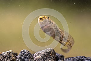 Tadpole of Phelophylax frog mouth visible