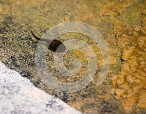Tadpole in a Pond