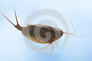 Tadpole shrimp (Triops cancriformis)