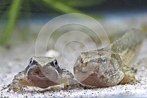 Tadpole and small frog of edible frog swimming in the pond