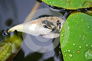 Tadpole swimming in the pond