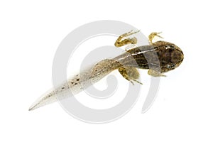 A tadpole on white, macro shot, isolated