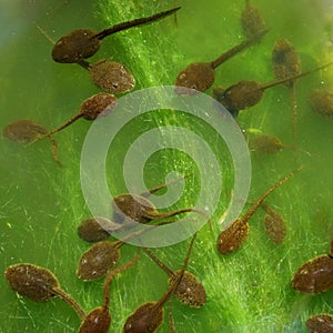 Tadpoles