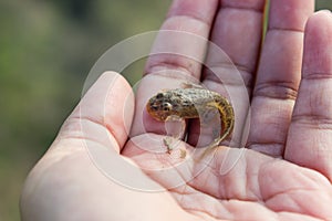 Tadpoles or Baby frogs in hand