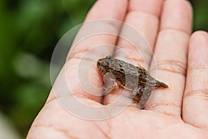 Tadpoles or Baby frogs in hand