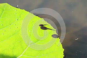 Tadpoles