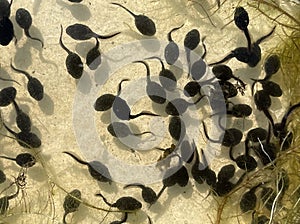 Tadpoles, bufo