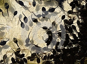 Tadpoles, bufo