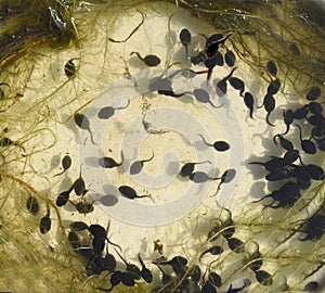 Tadpoles, bufo