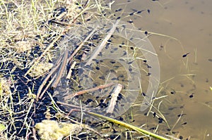 Tadpoles