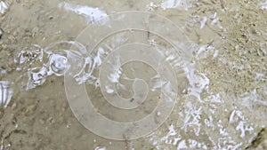 tadpoles floating on the murky surface of the almost drying stagnant pool of rainwater.