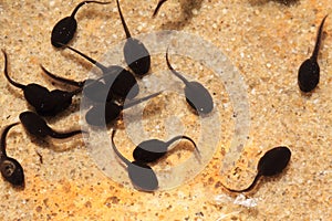 Tadpoles in the fresh water