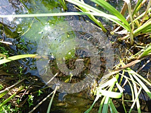 Tadpoles and frog spawn from european common frog