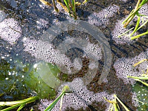 Tadpoles and frog spawn from european common frog