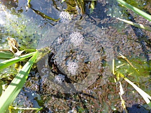 Tadpoles and frog spawn from european common frog