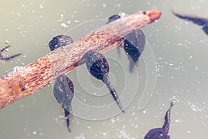 Tadpoles (Frogs in the Larval Stage) Underwater on a Stalk