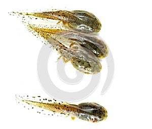 tadpoles, incomplete frog hatchlings,