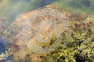 Tadpoles in a pond