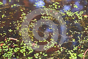 tadpoles in the pond