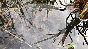 tadpoles in a pond in spring