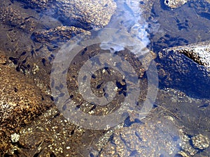 Tadpoles in shallow water