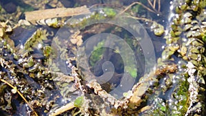 Tadpoles swim in a pond, slow motion