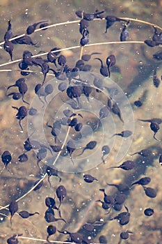 Tadpoles swimming in water