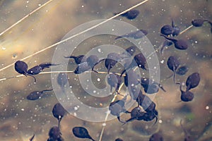 Tadpoles swimming in water