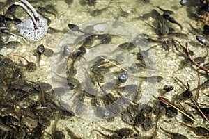 Tadpoles swimming in a mountain lake, french alps