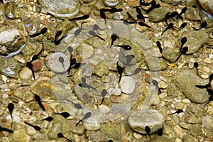 Tadpoles swimming in water