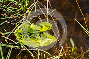 Tadpoles swimming on a water lily leaf on sunny day