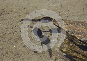 Tadpoles and their shadow swim in the pond