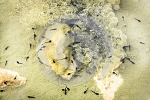 Tadpoles in the water.