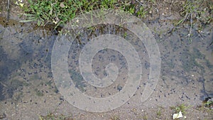 tadpoles in a wild pond