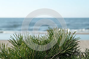 Taean-gun Anmyeon-eup, Chungcheongnam-do May 20th, 2020: Pine Tree on Rock Island at Wansando Beach New Leaves and pine cones