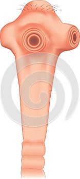 Taenia solium scolex head with hooks and suckers