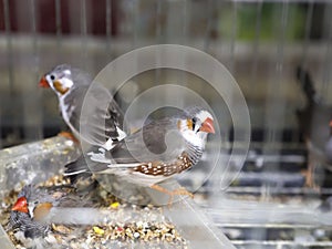 Taeniopygia guttata Estrildidae family cage bird on pets shop