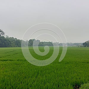 Tages the green rice plants in Indonesia