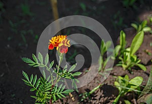 Tagete flower in the soil photo
